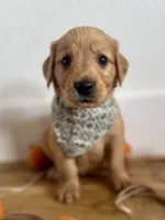 Poppy’s Green Boy 💚, a male Golden Retriever for sale in Seymour, MO – 1 of 6