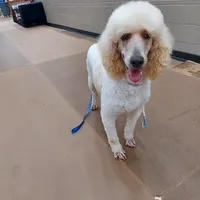 Jill, a female Poodle - Standard  for sale in Thompson, MO – Photo 5 of 5