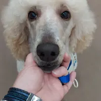 Jill, a female Poodle - Standard  for sale in Thompson, MO – Photo 3 of 5