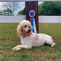 Jill, a female Poodle - Standard  for sale in Thompson, MO – Photo 2 of 5