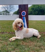 Jill, a female Poodle - Standard  for sale in Thompson, MO – Photo 2 of 5