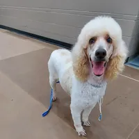 Jill, a female Poodle - Standard  for sale in Thompson, MO – Photo 4 of 5
