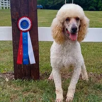 Jill, a female Poodle - Standard  for sale in Thompson, MO – Photo 1 of 5