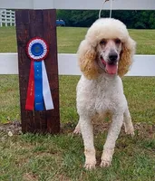 Jill, a female Poodle - Standard  for sale in Thompson, MO – Photo 1 of 5