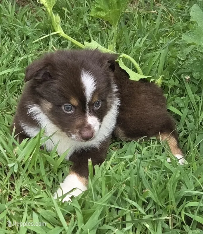 FA 2 – Miniature American Shepherd puppy for sale in Thompson, MO