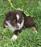 FA 2, a female Miniature American Shepherd for sale in Thompson, MO – 1 of 1
