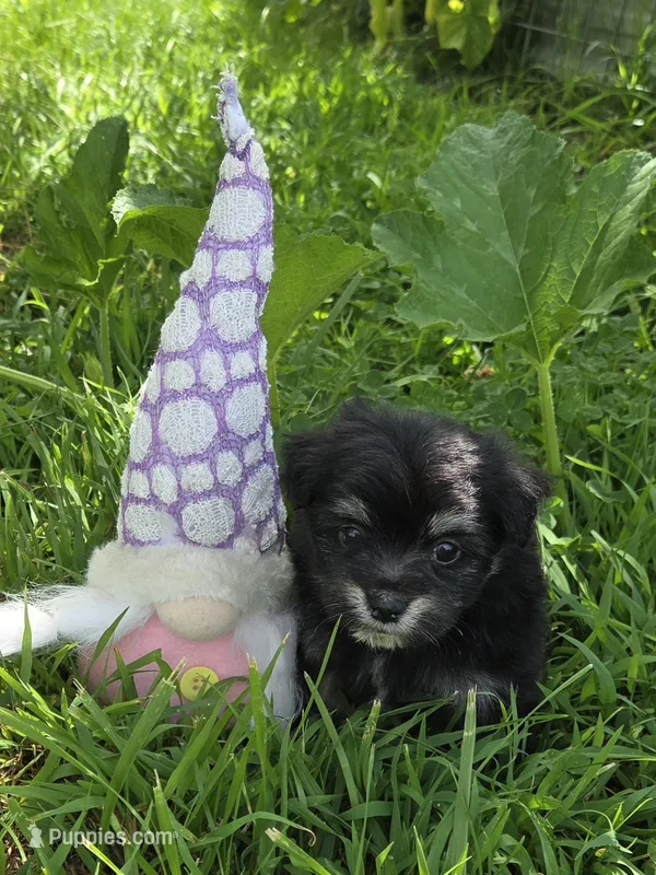 FMP 2 – Maltipom puppy on hold in Thompson, MO