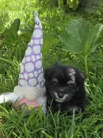 FMP 2, a female Maltipom for sale in Thompson, MO – 1 of 1
