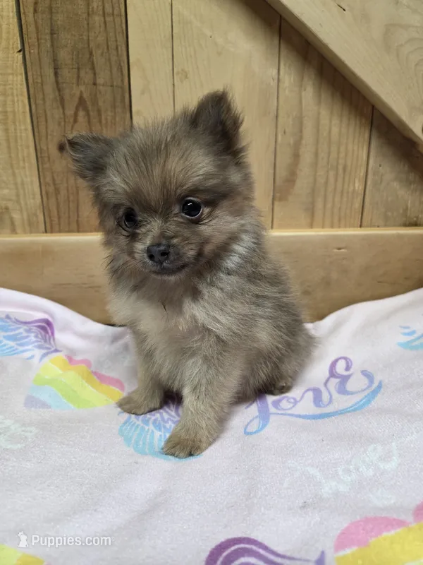 Pom 3 – Pomeranian puppy for sale in Thompson, MO