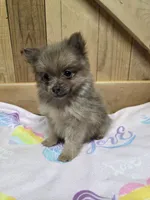 Pom 3, a female Pomeranian for sale in Thompson, MO – 1 of 1