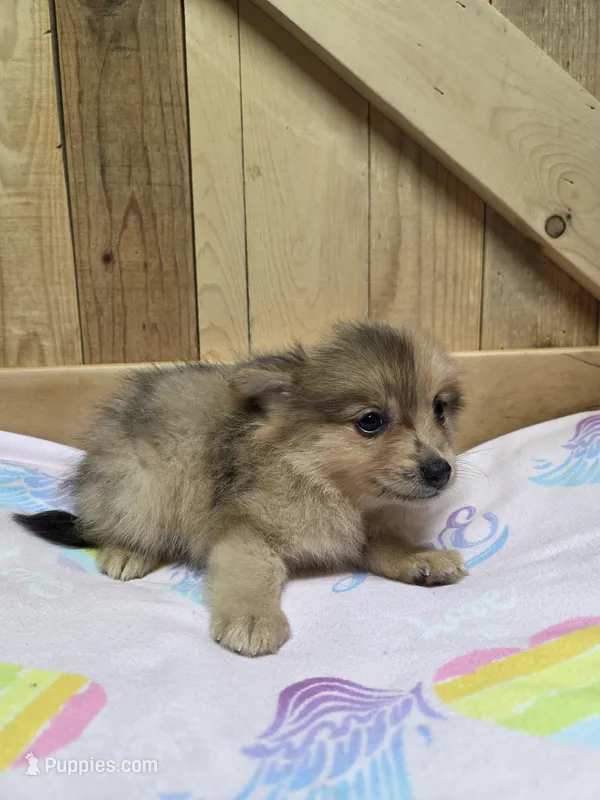 Pom 1 – Pomeranian puppy for sale in Thompson, MO