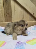 Pom 1, a female Pomeranian for sale in Thompson, MO – 1 of 1