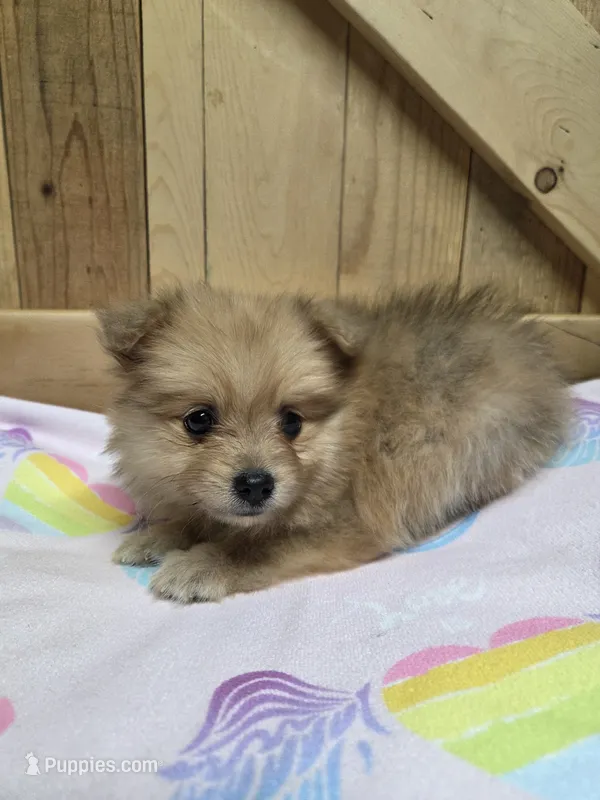 Pom 2 – Pomeranian puppy for sale in Thompson, MO