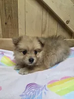 Pom 2, a female Pomeranian for sale in Thompson, MO – 1 of 1