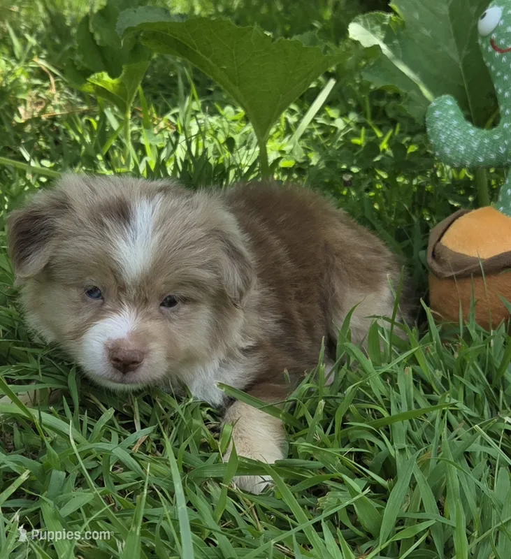 MA 2  – Miniature American Shepherd puppy for sale in Thompson, MO
