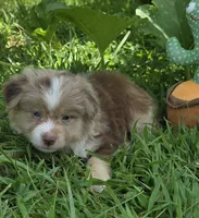 MA 2 , a male Miniature American Shepherd for sale in Thompson, MO – 1 of 1