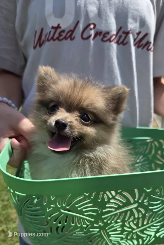 Pom 3 – Pomeranian puppy on hold in Thompson, MO