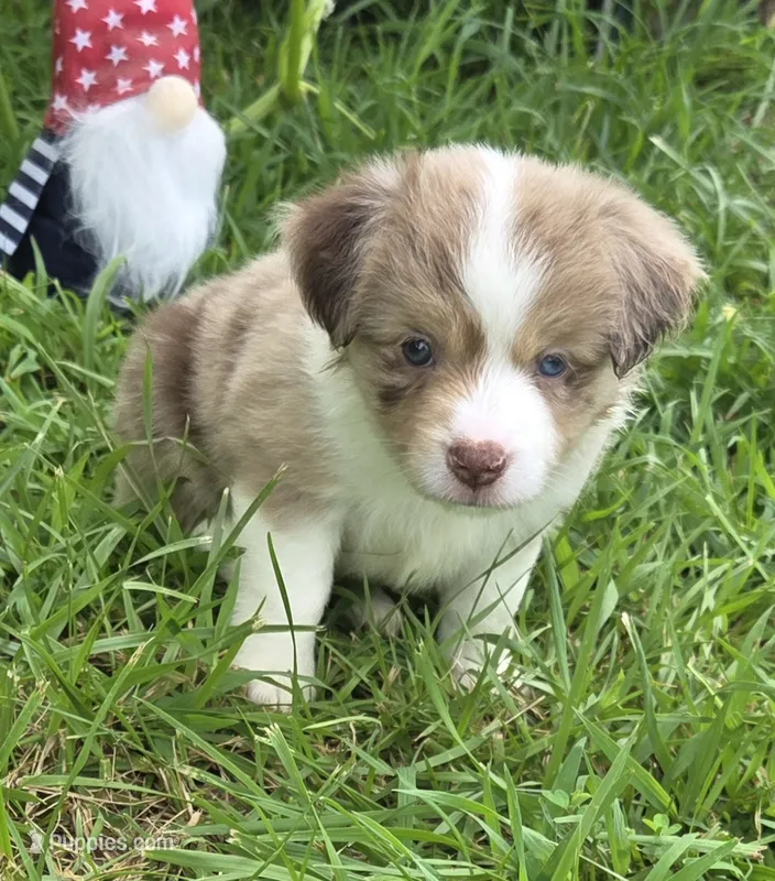 FA 1 – Miniature American Shepherd puppy for sale in Thompson, MO
