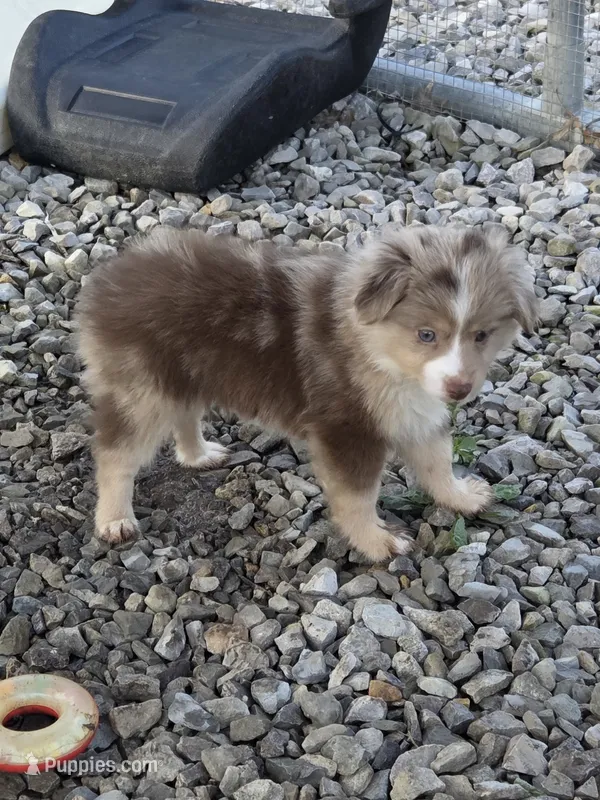 MA 2  – Miniature Australian Shepherd puppy for sale in Thompson, MO