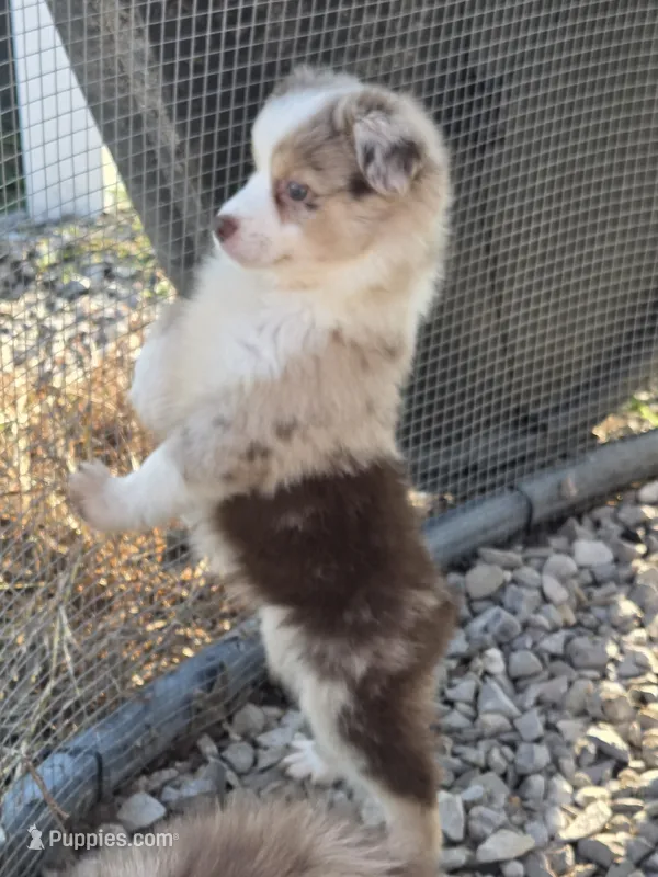 MA 1 – Miniature Australian Shepherd puppy for sale in Thompson, MO