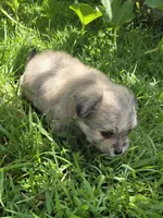 MMP 1, a male Maltipom for sale in Thompson, MO – 1 of 1