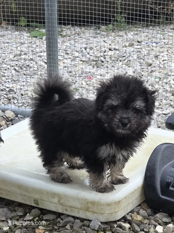 MMP 2 – Maltipom puppy for sale in Thompson, MO