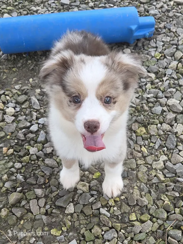 MA 1 – Miniature Australian Shepherd puppy on hold in Thompson, MO