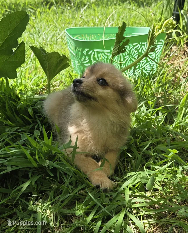 Pom 1 – Pomeranian puppy for sale in Thompson, MO