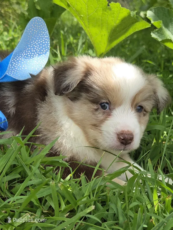 MA 1 – Miniature American Shepherd puppy for sale in Thompson, MO