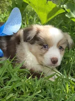 MA 1, a male Miniature American Shepherd for sale in Thompson, MO – 1 of 1