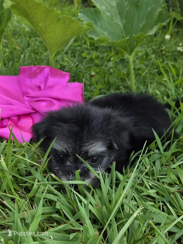 FMP 1 – Maltipom puppy for sale in Thompson, MO