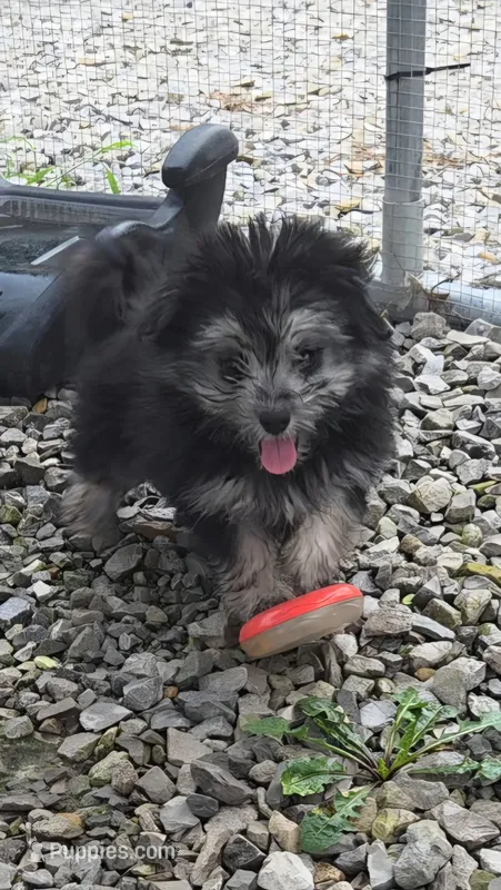 FMP 1 – Maltipom puppy for sale in Thompson, MO