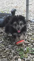 FMP 1, a female Maltipom for sale in Thompson, MO – 1 of 2
