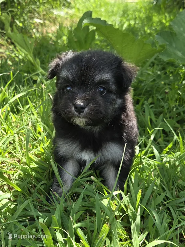 MMP 2 – Maltipom puppy for sale in Thompson, MO
