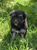 MMP 2, a male Maltipom for sale in Thompson, MO – 1 of 1