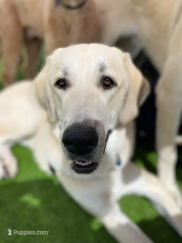 Hagrid, a male Anatolian Shepherd Dog and Great Pyrenees for sale in Colorado Springs, CO – Photo 1 of 4