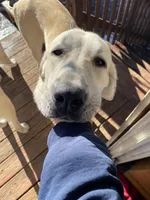 Hagrid, a male Anatolian Shepherd Dog and Great Pyrenees for sale in Colorado Springs, CO – Photo 3 of 4