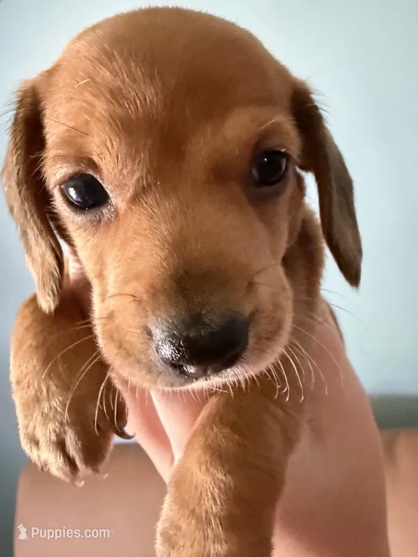 Lucy – Miniature Dachshund puppy for sale in Gallipolis, OH