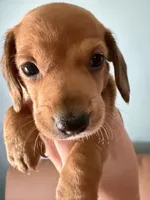 Lucy, a female Miniature Dachshund for sale in Gallipolis, OH – 1 of 4
