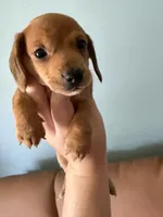 Lucy, a female Miniature Dachshund for sale in Gallipolis, OH – 4 of 4