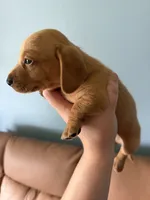 Copper, a male Miniature Dachshund for sale in Gallipolis, OH – 3 of 4