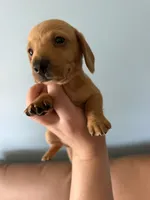 Copper, a male Miniature Dachshund for sale in Gallipolis, OH – 4 of 4