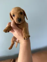 Copper, a male Miniature Dachshund for sale in Gallipolis, OH – 1 of 4