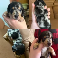 Pepper , a male Miniature Dachshund for sale in Gallipolis, OH – 2 of 4