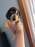 Pepper , a male Miniature Dachshund for sale in Gallipolis, OH – 4 of 4