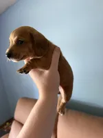 Lucy, a female Miniature Dachshund for sale in Gallipolis, OH – 3 of 4
