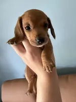 Lucy, a female Miniature Dachshund for sale in Gallipolis, OH – 2 of 4