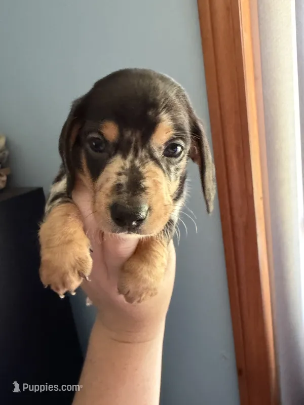 Pepper  – Miniature Dachshund puppy for sale in Gallipolis, OH