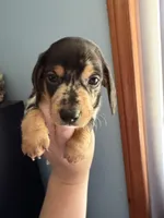 Pepper , a male Miniature Dachshund for sale in Gallipolis, OH – 1 of 4