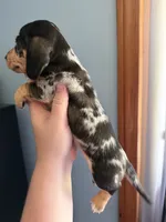 Pepper , a male Miniature Dachshund for sale in Gallipolis, OH – 3 of 4